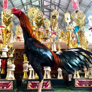 Phanat x Blackrose ( Samtono Line )