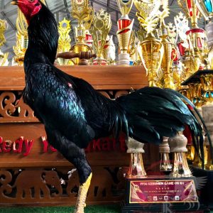 Rontok Jr ( Rontok x Black Ant )